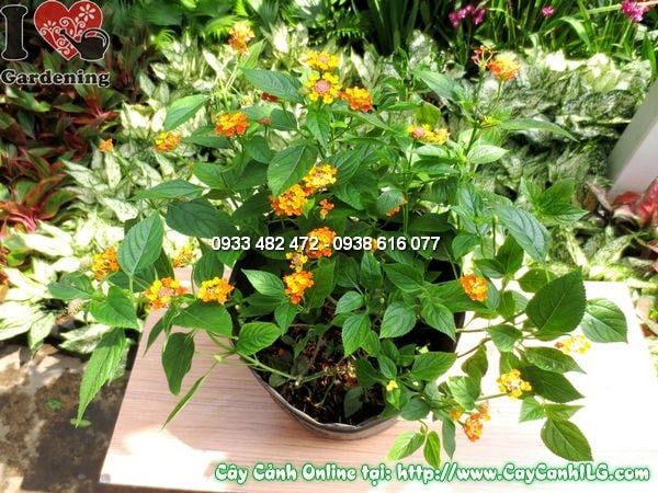 Cây Ngũ Sắc – Ý Nghĩa, Cách Chăm Sóc & Mua Bán Sỉ Lẻ Giá Tốt Tại TP.HCM