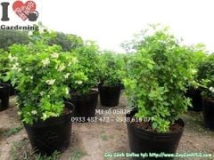 Mua Bán Cây Nguyệt Quế Sỉ Lẻ Giá Tốt TP. HCM