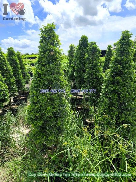Cây Nguyệt Quế Cắt Hình Thông Cao 1m