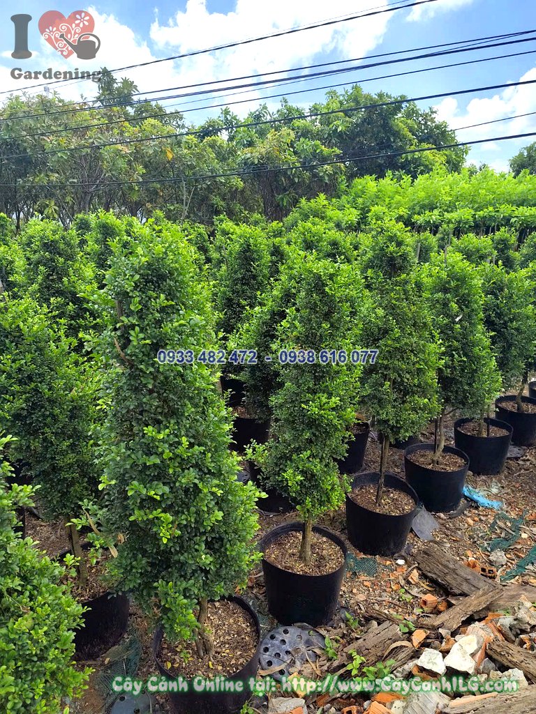 Cây nguyệt quế cắt hình thông cao 1m trồng cặp hai bên cổng