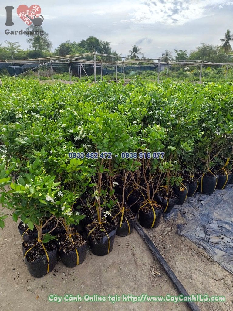 Cây Nguyệt Quế Công Trình Cao 40cm trồng đồng loạt cho dự án cảnh quan