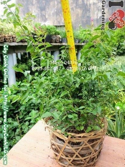 Cây Nguyệt Quế Dây – Ý Nghĩa, Cách Chăm Sóc & Mua Bán Sỉ Lẻ Giá Tốt Tại TP.HCM