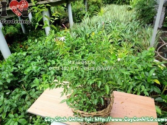 Cây Nguyệt Quế Dây – Ý Nghĩa, Cách Chăm Sóc & Mua Bán Sỉ Lẻ Giá Tốt Tại TP.HCM
