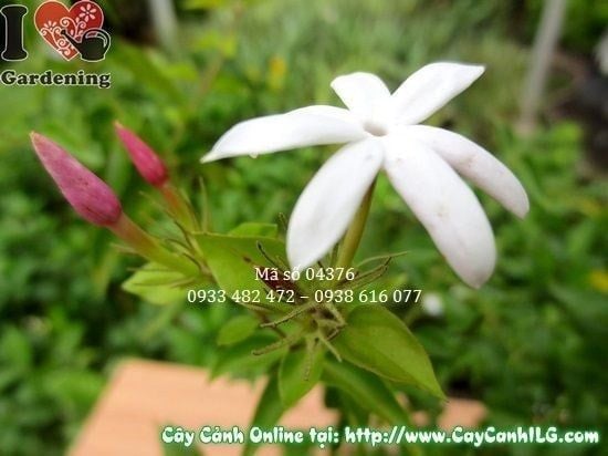 Cây Nguyệt Quế Dây – Ý Nghĩa, Cách Chăm Sóc & Mua Bán Sỉ Lẻ Giá Tốt Tại TP.HCM