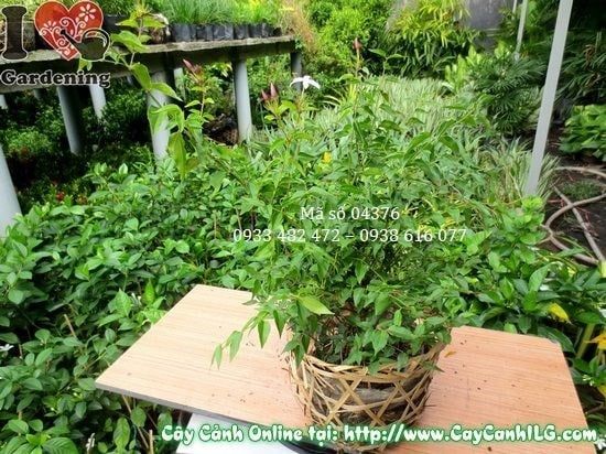 Cây Nguyệt Quế Dây – Ý Nghĩa, Cách Chăm Sóc & Mua Bán Sỉ Lẻ Giá Tốt Tại TP.HCM