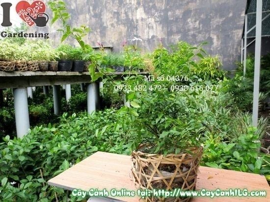 Cây Nguyệt Quế Dây – Ý Nghĩa, Cách Chăm Sóc & Mua Bán Sỉ Lẻ Giá Tốt Tại TP.HCM