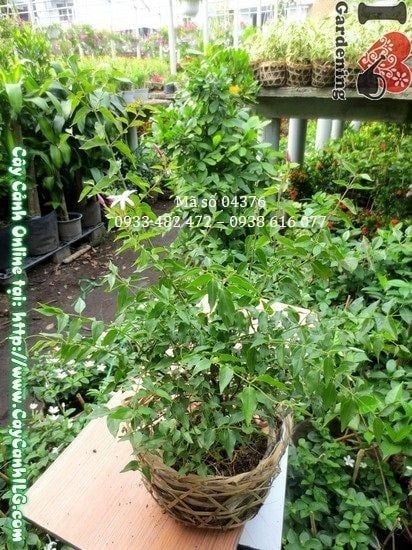 Cây Nguyệt Quế Dây – Ý Nghĩa, Cách Chăm Sóc & Mua Bán Sỉ Lẻ Giá Tốt Tại TP.HCM