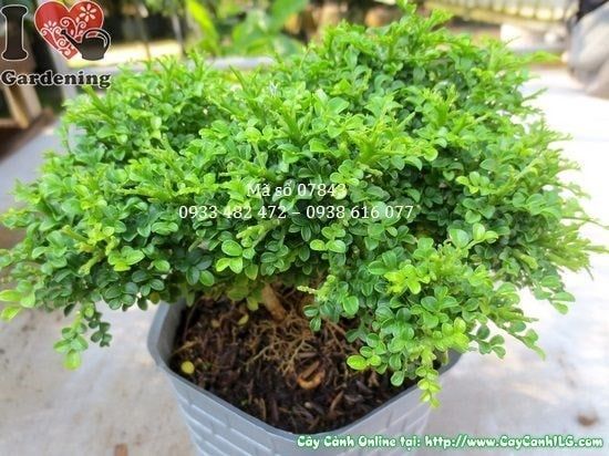 Cây Nguyệt Quế Lá Nhí – Ý Nghĩa, Cách Chăm Sóc & Mua Bán Sỉ Lẻ Giá Tốt Tại TP.HCM
