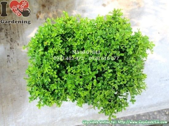 Cây Nguyệt Quế Lá Nhí – Ý Nghĩa, Cách Chăm Sóc & Mua Bán Sỉ Lẻ Giá Tốt Tại TP.HCM