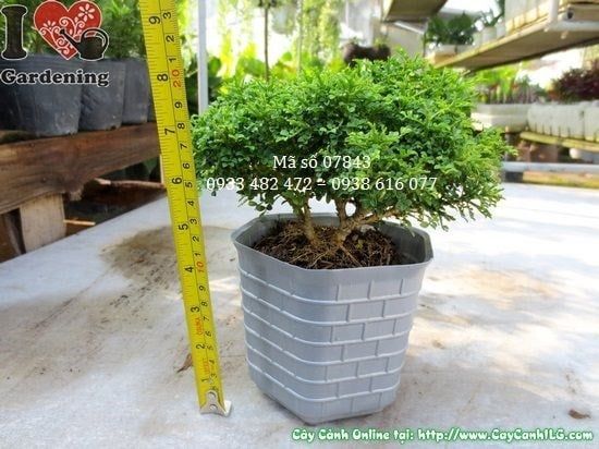 Cây Nguyệt Quế Lá Nhí – Ý Nghĩa, Cách Chăm Sóc & Mua Bán Sỉ Lẻ Giá Tốt Tại TP.HCM