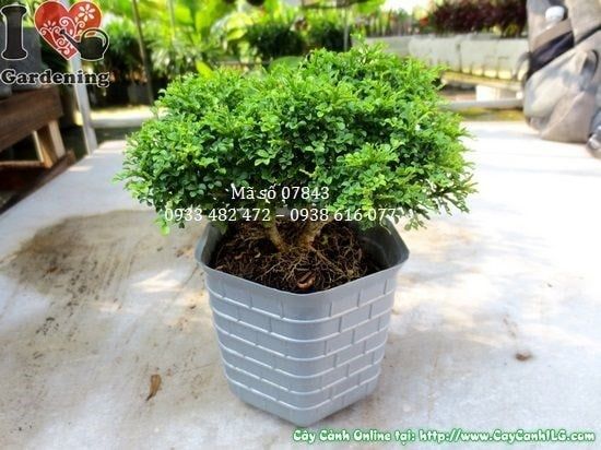 Cây Nguyệt Quế Lá Nhí – Ý Nghĩa, Cách Chăm Sóc & Mua Bán Sỉ Lẻ Giá Tốt Tại TP.HCM