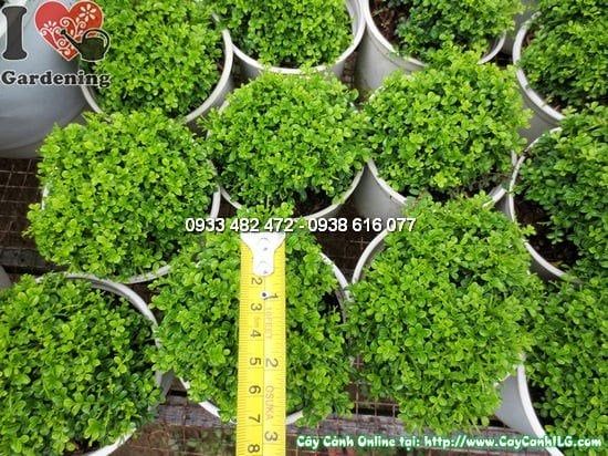 Cây Nguyệt Quế Lá Nhí – Ý Nghĩa, Cách Chăm Sóc & Mua Bán Sỉ Lẻ Giá Tốt Tại TP.HCM