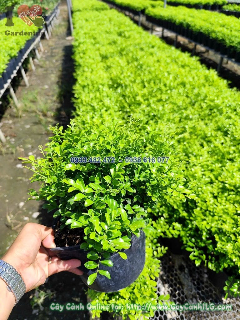 Cây nguyệt quế lá nhỏ cao 20cm dáng cây con khỏe mạnh