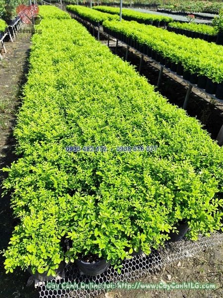 Cây Nguyệt Quế Lá Nhỏ Cao 20cm