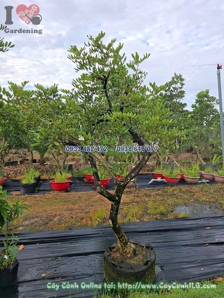 Cây Nhãn Cao 1.5m Đk 10cm