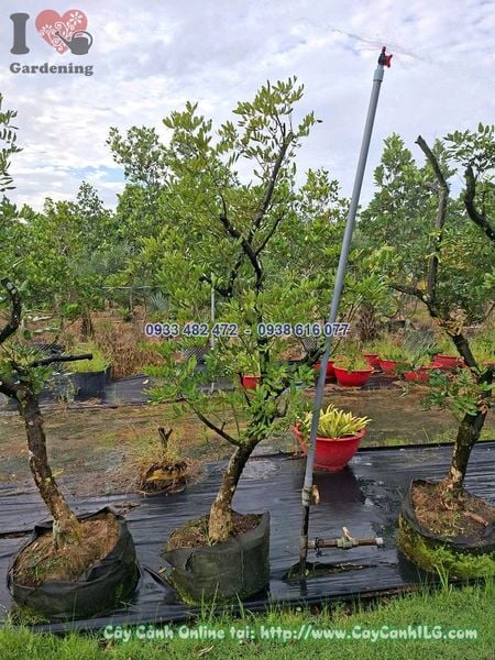 Cây Nhãn Cao 1.5m Đk 10cm