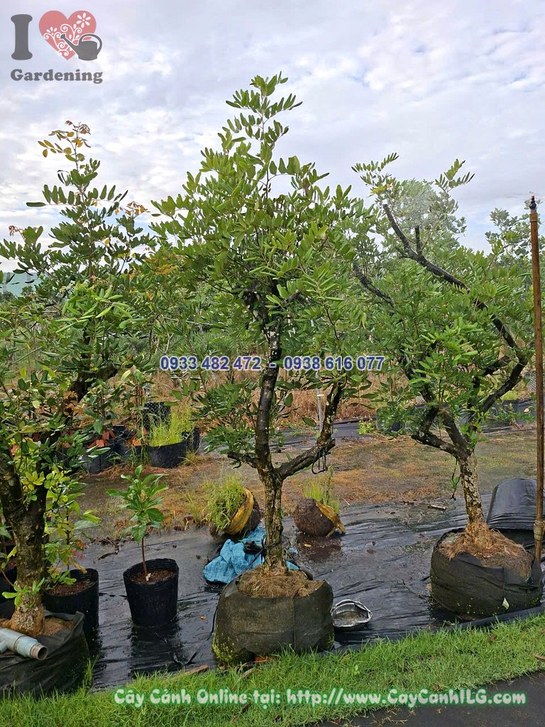 Cây nhãn cao 1.5m đk 10cm nhiều cây trong vườn ươm ILG
