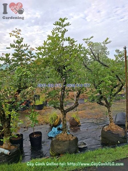 Cây Nhãn Cao 1.5m Đk 10cm
