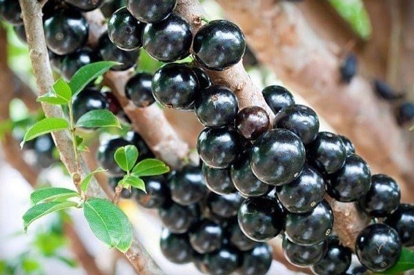 Cây Nho Thân Gỗ – Ý Nghĩa, Cách Chăm Sóc & Mua Bán Sỉ Lẻ Giá Tốt Tại TP.HCM