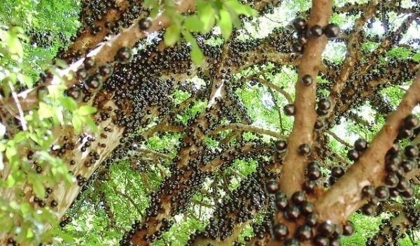 Cây Nho Thân Gỗ – Ý Nghĩa, Cách Chăm Sóc & Mua Bán Sỉ Lẻ Giá Tốt Tại TP.HCM