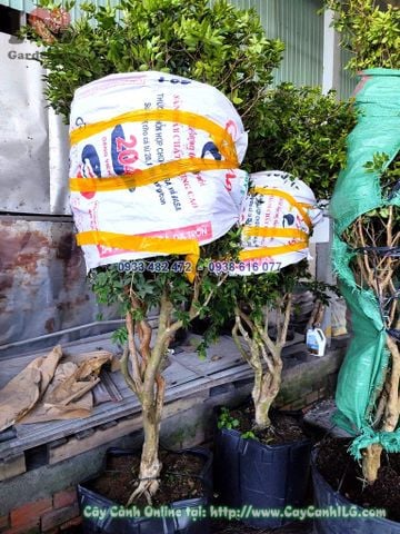 Cây Nho Thân Gỗ Tứ Quý Cao 1m