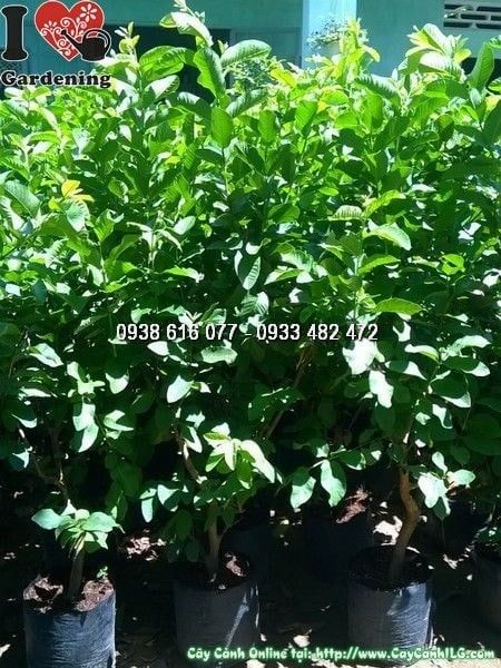 Cây Ổi – Ý Nghĩa, Cách Chăm Sóc & Mua Bán Sỉ Lẻ Giá Tốt Tại TP.HCM