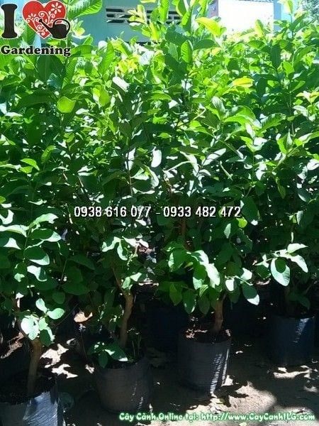 Cây Ổi – Ý Nghĩa, Cách Chăm Sóc & Mua Bán Sỉ Lẻ Giá Tốt Tại TP.HCM