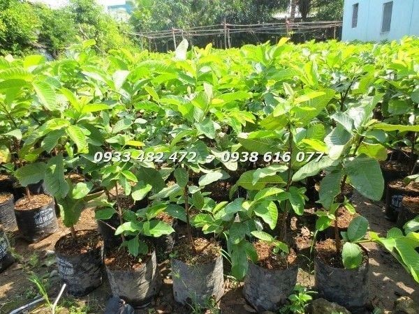 Cây Ổi – Ý Nghĩa, Cách Chăm Sóc & Mua Bán Sỉ Lẻ Giá Tốt Tại TP.HCM