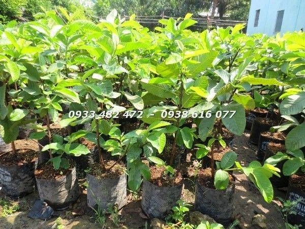 Cây Ổi – Ý Nghĩa, Cách Chăm Sóc & Mua Bán Sỉ Lẻ Giá Tốt Tại TP.HCM