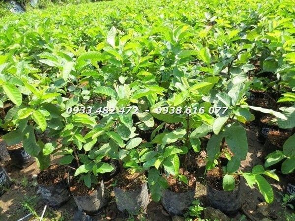 Cây Ổi – Ý Nghĩa, Cách Chăm Sóc & Mua Bán Sỉ Lẻ Giá Tốt Tại TP.HCM