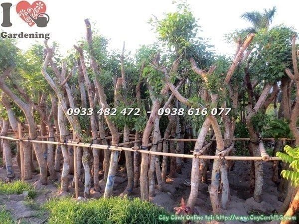 Cây Muồng Hoa Đỏ – Ý Nghĩa, Cách Chăm Sóc & Mua Bán Sỉ Lẻ Giá Tốt Tại TP.HCM