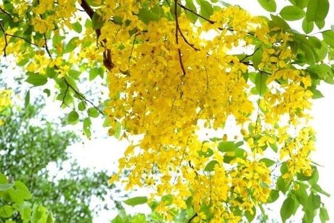 Cây Muồng Hoàng Yến – Ý Nghĩa, Cách Chăm Sóc & Mua Bán Sỉ Lẻ Giá Tốt Tại TP.HCM