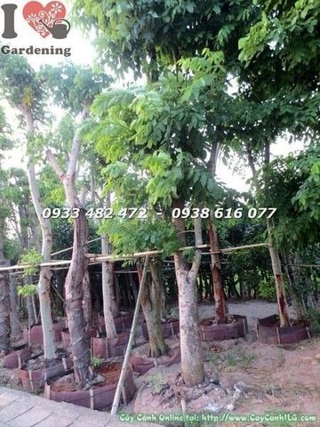 Cây Osaka Vàng – Ý Nghĩa, Cách Chăm Sóc & Mua Bán Sỉ Lẻ Giá Tốt Tại TP.HCM