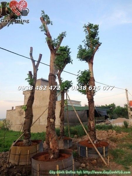 Cây Osaka Vàng – Ý Nghĩa, Cách Chăm Sóc & Mua Bán Sỉ Lẻ Giá Tốt Tại TP.HCM