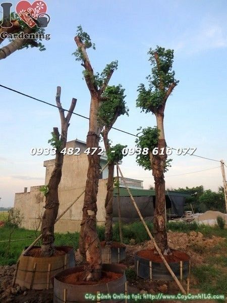 Cây Osaka Vàng – Ý Nghĩa, Cách Chăm Sóc & Mua Bán Sỉ Lẻ Giá Tốt Tại TP.HCM