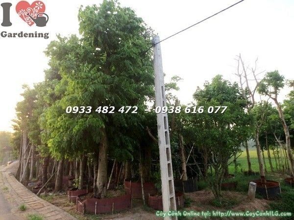 Cây Osaka Vàng – Ý Nghĩa, Cách Chăm Sóc & Mua Bán Sỉ Lẻ Giá Tốt Tại TP.HCM