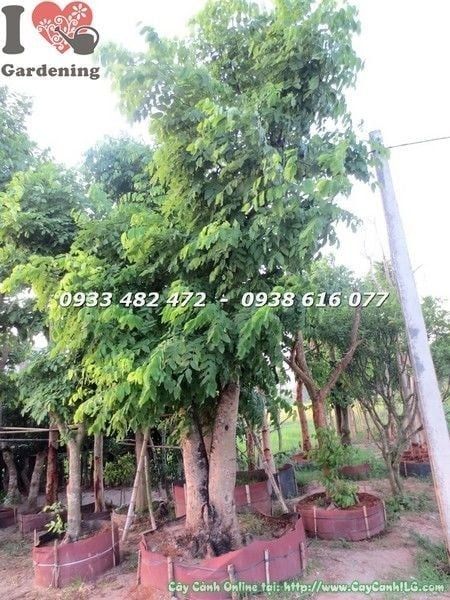 Cây Osaka Vàng – Ý Nghĩa, Cách Chăm Sóc & Mua Bán Sỉ Lẻ Giá Tốt Tại TP.HCM