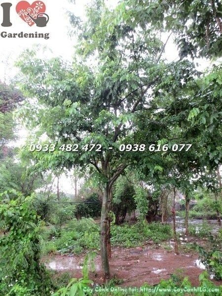 Cây Muồng Hoàng Yến – Ý Nghĩa, Cách Chăm Sóc & Mua Bán Sỉ Lẻ Giá Tốt Tại TP.HCM