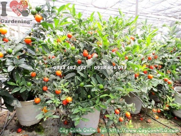 Cây Ớt Bi – Ý Nghĩa, Cách Chăm Sóc & Mua Bán Sỉ Lẻ Giá Tốt Tại TP.HCM