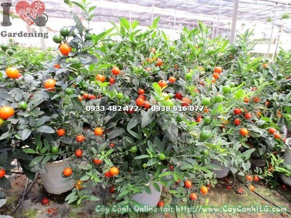Cây Ớt Bi – Ý Nghĩa, Cách Chăm Sóc & Mua Bán Sỉ Lẻ Giá Tốt Tại TP.HCM