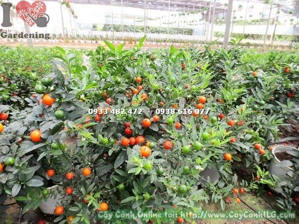 Cây Ớt Bi – Ý Nghĩa, Cách Chăm Sóc & Mua Bán Sỉ Lẻ Giá Tốt Tại TP.HCM