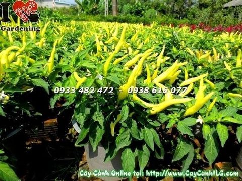 Cây Ớt Cảnh – Ý Nghĩa, Cách Chăm Sóc & Mua Bán Sỉ Lẻ Giá Tốt Tại TP.HCM