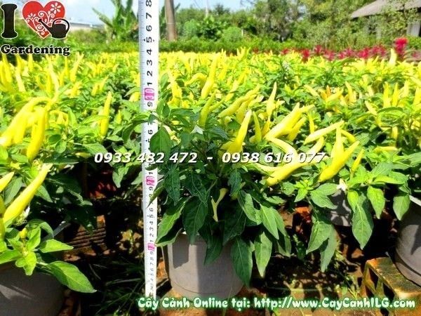 Cây Ớt Cảnh – Ý Nghĩa, Cách Chăm Sóc & Mua Bán Sỉ Lẻ Giá Tốt Tại TP.HCM