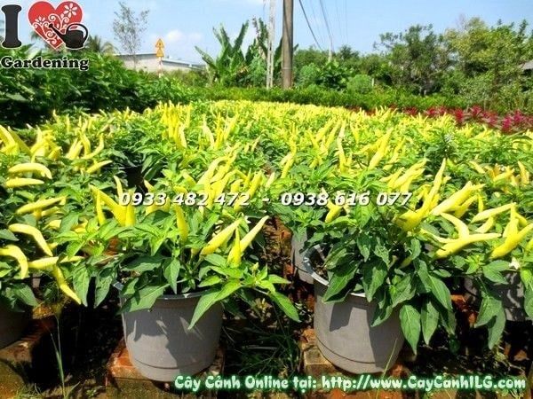 Cây Ớt Cảnh – Ý Nghĩa, Cách Chăm Sóc & Mua Bán Sỉ Lẻ Giá Tốt Tại TP.HCM