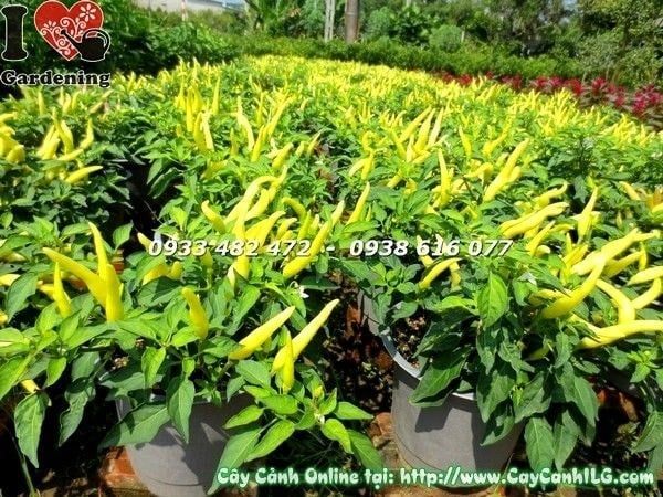Cây Ớt Cảnh – Ý Nghĩa, Cách Chăm Sóc & Mua Bán Sỉ Lẻ Giá Tốt Tại TP.HCM