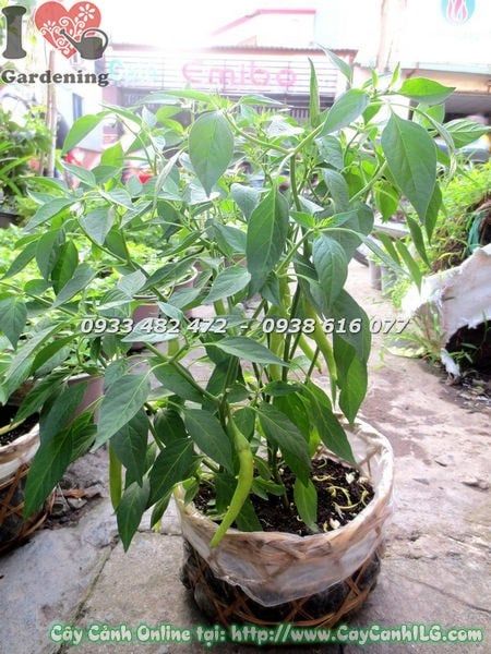 Cây Ớt Cảnh – Ý Nghĩa, Cách Chăm Sóc & Mua Bán Sỉ Lẻ Giá Tốt Tại TP.HCM
