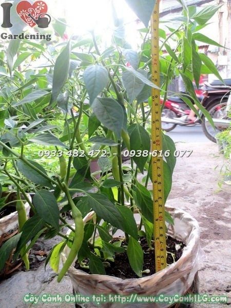 Cây Ớt Cảnh – Ý Nghĩa, Cách Chăm Sóc & Mua Bán Sỉ Lẻ Giá Tốt Tại TP.HCM