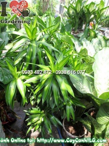 Cây Phất Dụ Trúc – Ý Nghĩa, Cách Chăm Sóc & Mua Bán Sỉ Lẻ Giá Tốt Tại TP.HCM