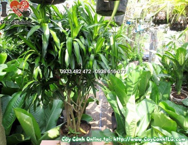 Cây Phất Dụ Trúc – Ý Nghĩa, Cách Chăm Sóc & Mua Bán Sỉ Lẻ Giá Tốt Tại TP.HCM