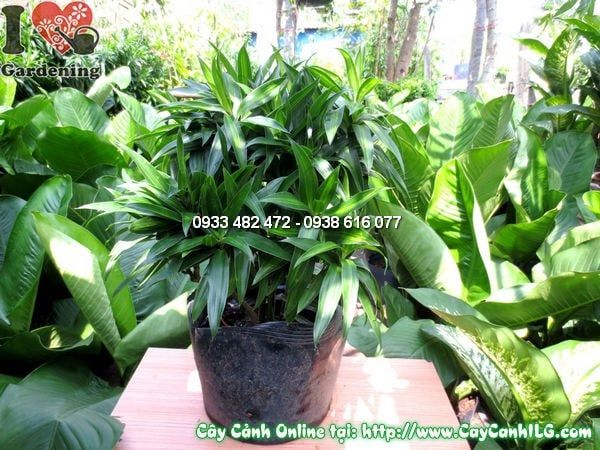 Cây Phất Dụ Trúc – Ý Nghĩa, Cách Chăm Sóc & Mua Bán Sỉ Lẻ Giá Tốt Tại TP.HCM